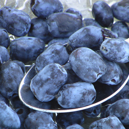 Freeze Dried Haskap, Blue Honeysuckle